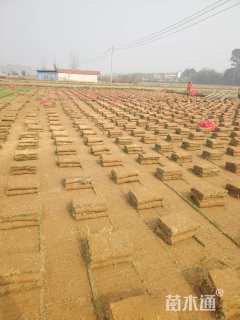 草卷状百慕大草