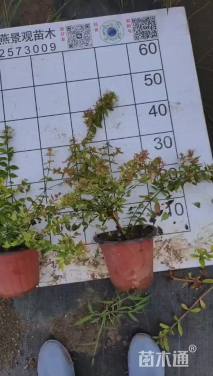 高度35厘米六道木