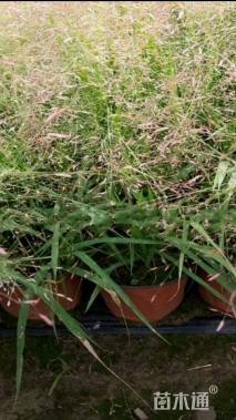 高度40厘米画眉草