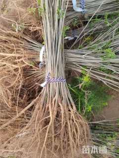 高度60厘米紫穗槐