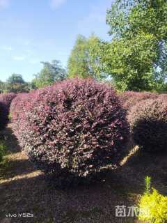 冠幅200厘米红花继木球