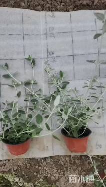 高度30厘米水果兰球