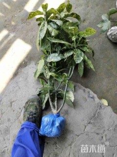 高度35厘米桃叶珊瑚