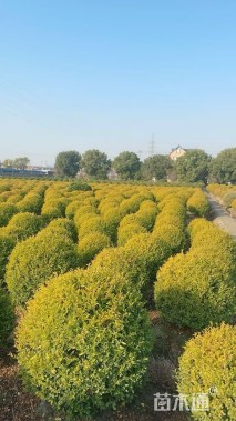 高度80厘米金冠女贞