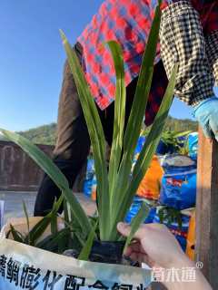 高度25厘米鸢尾