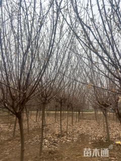 高度330厘米蜡梅