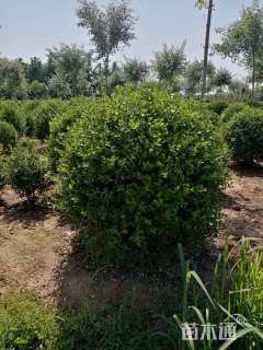 冠幅180厘米小叶黄杨球