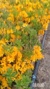 高度50厘米映山红