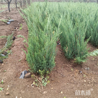 高度200厘米沙地柏
