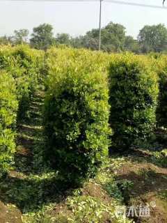 高度180厘米金森女贞柱