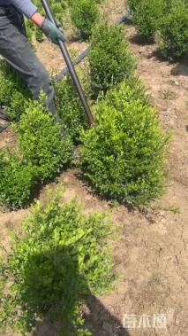 冠幅60厘米小叶女贞球