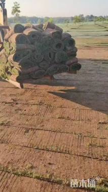 草卷状百慕大草