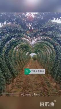 高度300厘米月季