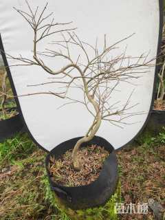 高度100厘米羽毛枫