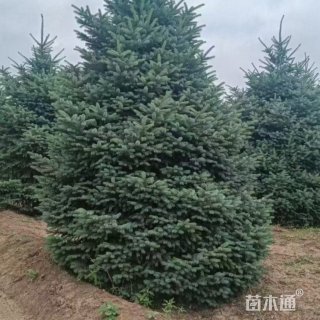 高度400厘米云杉