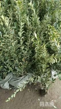 高度45厘米金边黄杨