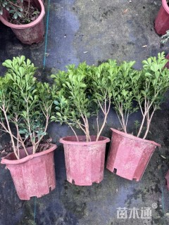 高度30厘米米兰