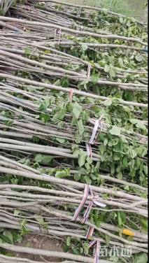 高度220厘米丛生木槿