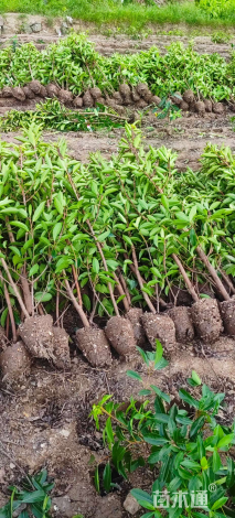 高度120厘米法国冬青