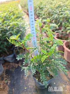 高度20厘米胡椒木