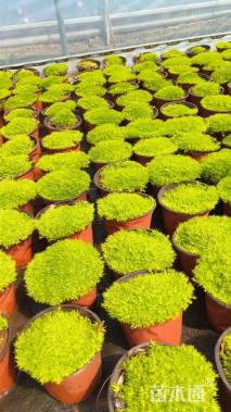 高度2厘米漆姑草