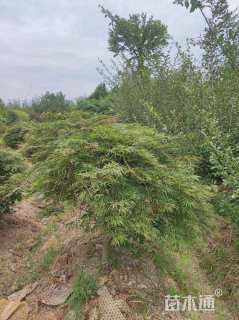 高度100厘米羽毛枫