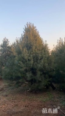 高度300厘米白皮松