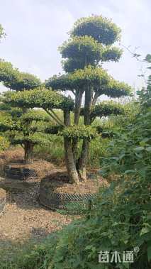 40公分造型椤木石楠