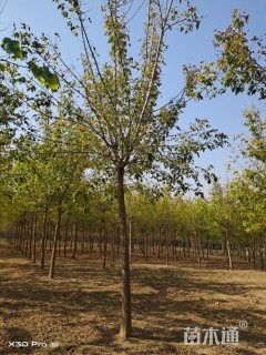 6公分金叶复叶槭