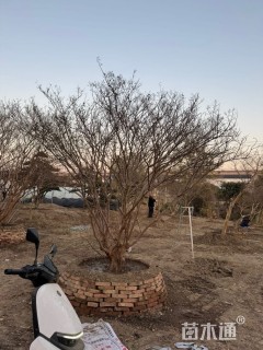 高度200厘米速生紫薇