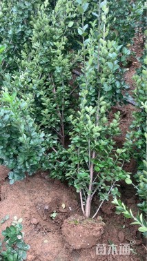 高度100厘米北海道黄杨