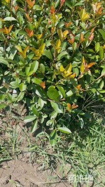 高度40厘米红叶石楠小苗