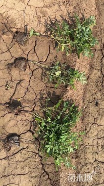 高度30厘米四季玫瑰