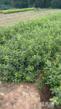 高度50厘米黄刺玫