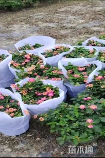 冠幅30厘米五色梅