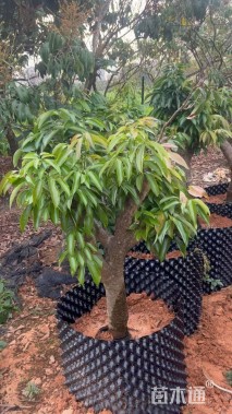 10公分荔枝树