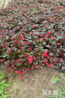 高度20厘米比哥海棠