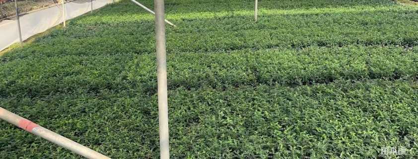 高度18厘米胡椒木