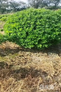 冠幅100厘米海桐球