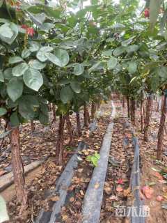 高度120厘米月季