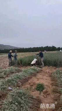 高度80厘米沙棘小苗