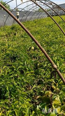 150厘米炮仗花