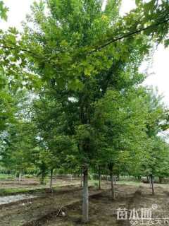 12公分银红槭