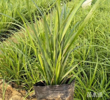 高度35厘米阔叶麦冬