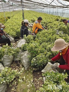 高度25厘米金边黄杨