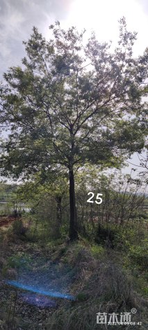22公分朴树