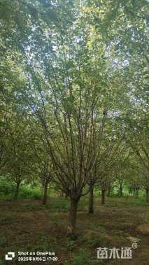 18公分绚丽海棠