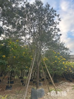 15公分黄花风铃木