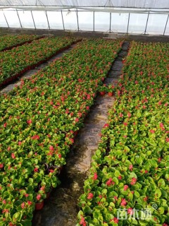 高度10厘米四季海棠