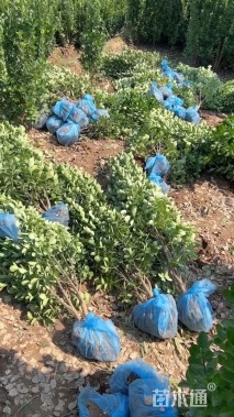 高度120厘米北海道黄杨